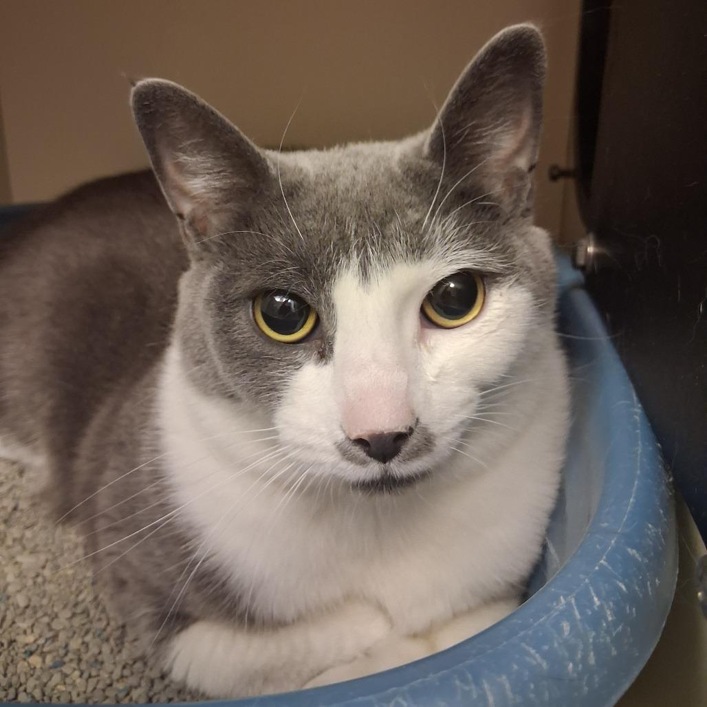 Rain, Adoptable, Adult Female Domestic Short Hair.