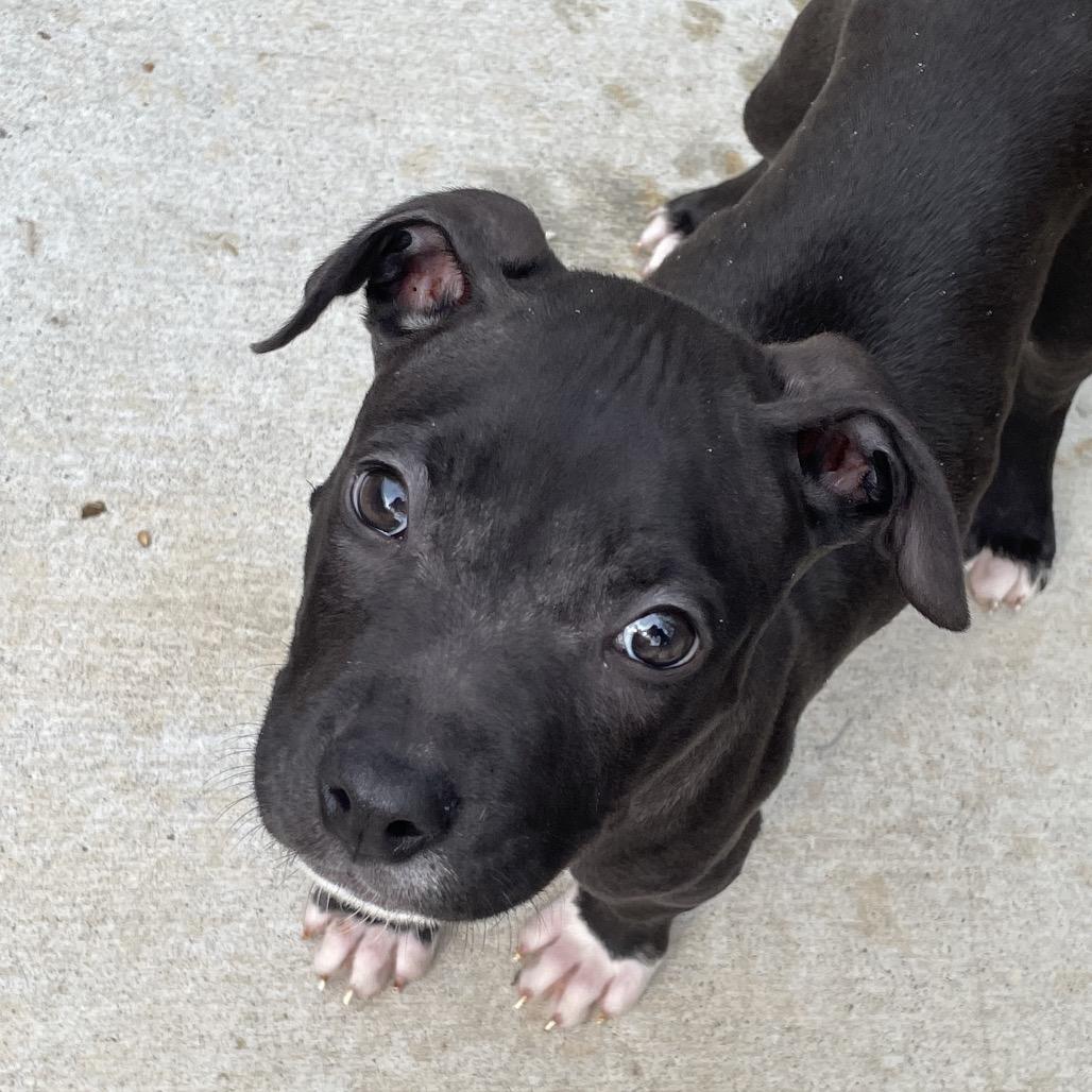 Jeff, Adoptable, Puppy Male Pit Bull Terrier.