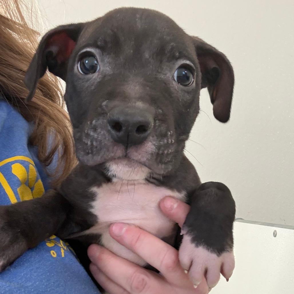 Enlarge Jeff, a Adoptable mixed breed in Tulsa, OK image 1/1