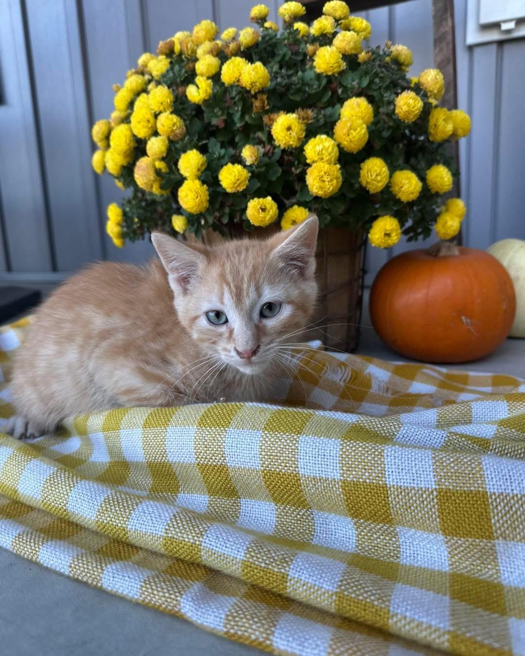 Spookly, adopted, Kitten Male Domestic Short Hair.