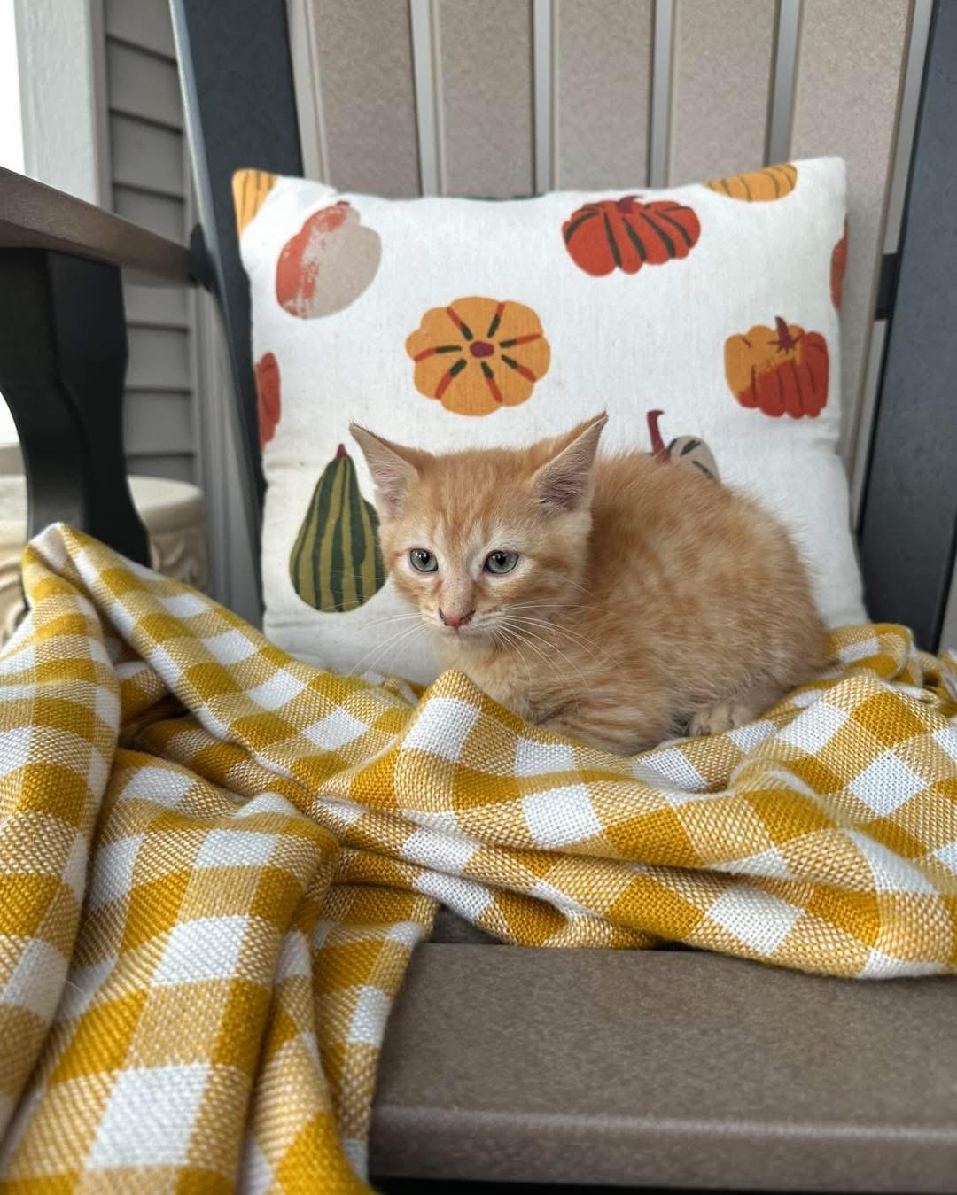 Spookly, an adopted Domestic Short Hair in Grand Haven, MI image 2/3