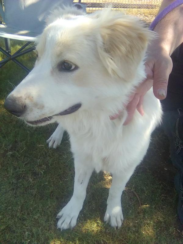 Enlarge Amelia, a Adoptable Great Pyrenees in Sims, NC image 5/6