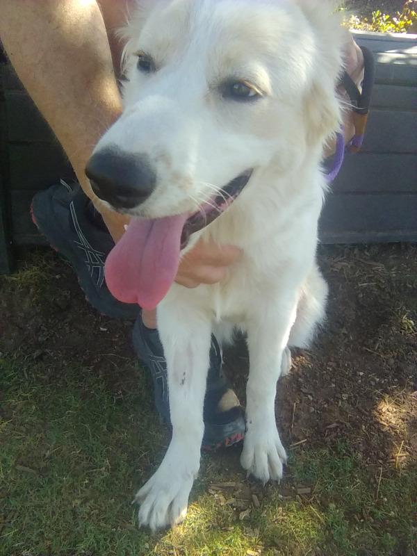 Enlarge Amelia, a Adoptable Great Pyrenees in Sims, NC image 3/6