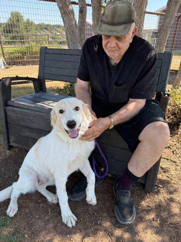 Enlarge Amelia, a Adoptable Great Pyrenees in Sims, NC image 2/6