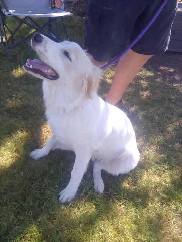 Enlarge Amelia, a Adoptable Great Pyrenees in Sims, NC image 4/6