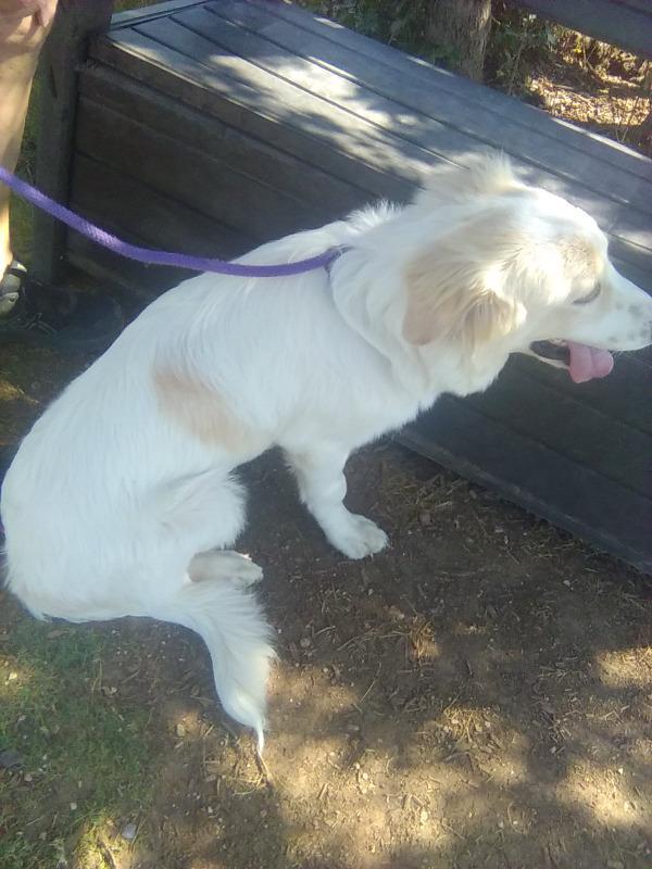 Enlarge Amelia, a Adoptable Great Pyrenees in Sims, NC image 6/6