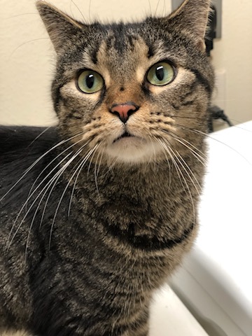 Valrie - Foster Home (Leo), a Adoptable Tabby in Conroe, TX image 1/13