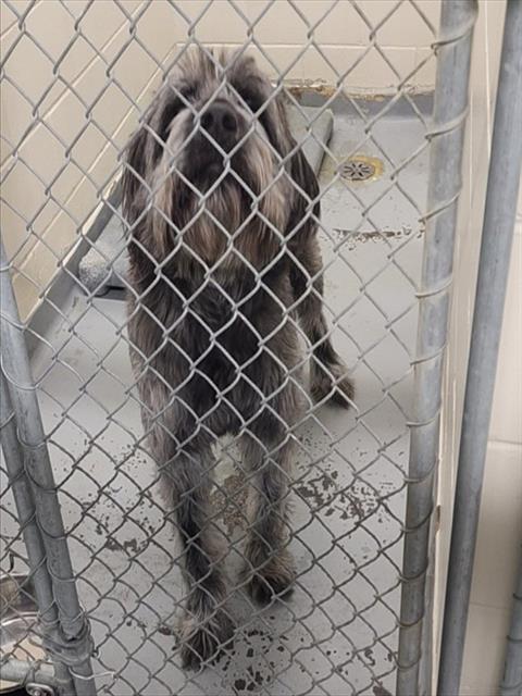 HARRY, Adoptable, Adult Male Terrier & Mixed Breed.