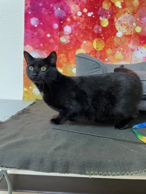 Koda, Adult Male Domestic Short Hair