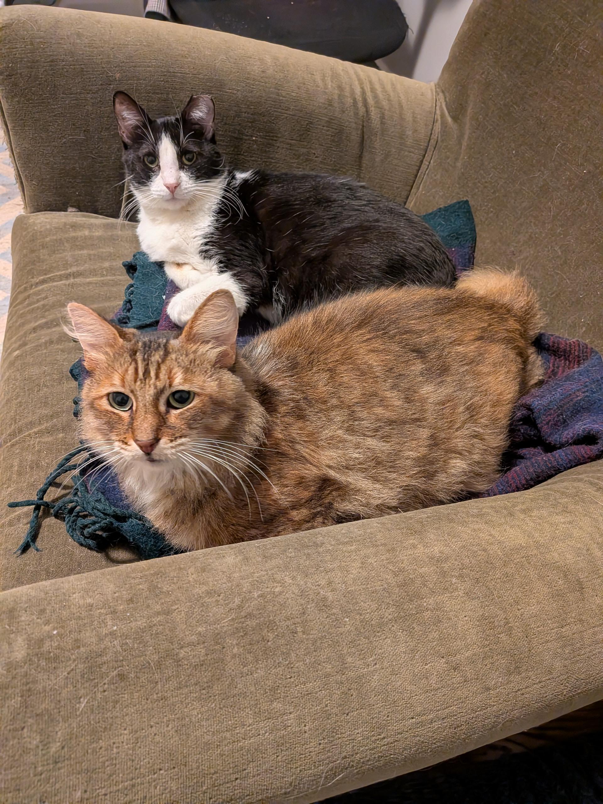 Enlarge Angelita, a ADOPTABLE Domestic Short Hair in Oakland, CA image 3/3