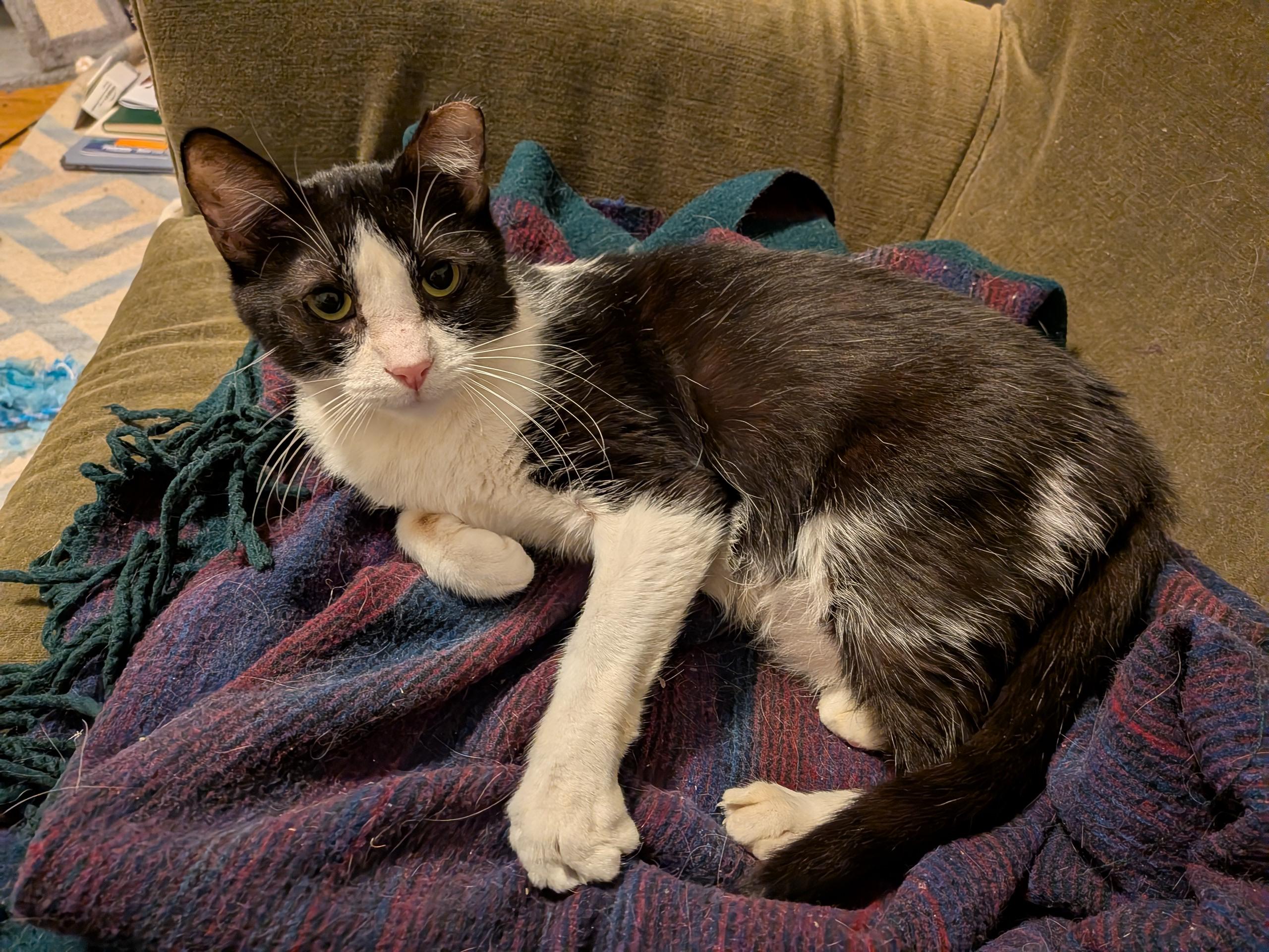 Angelita, ADOPTABLE, Adult Female Domestic Short Hair.