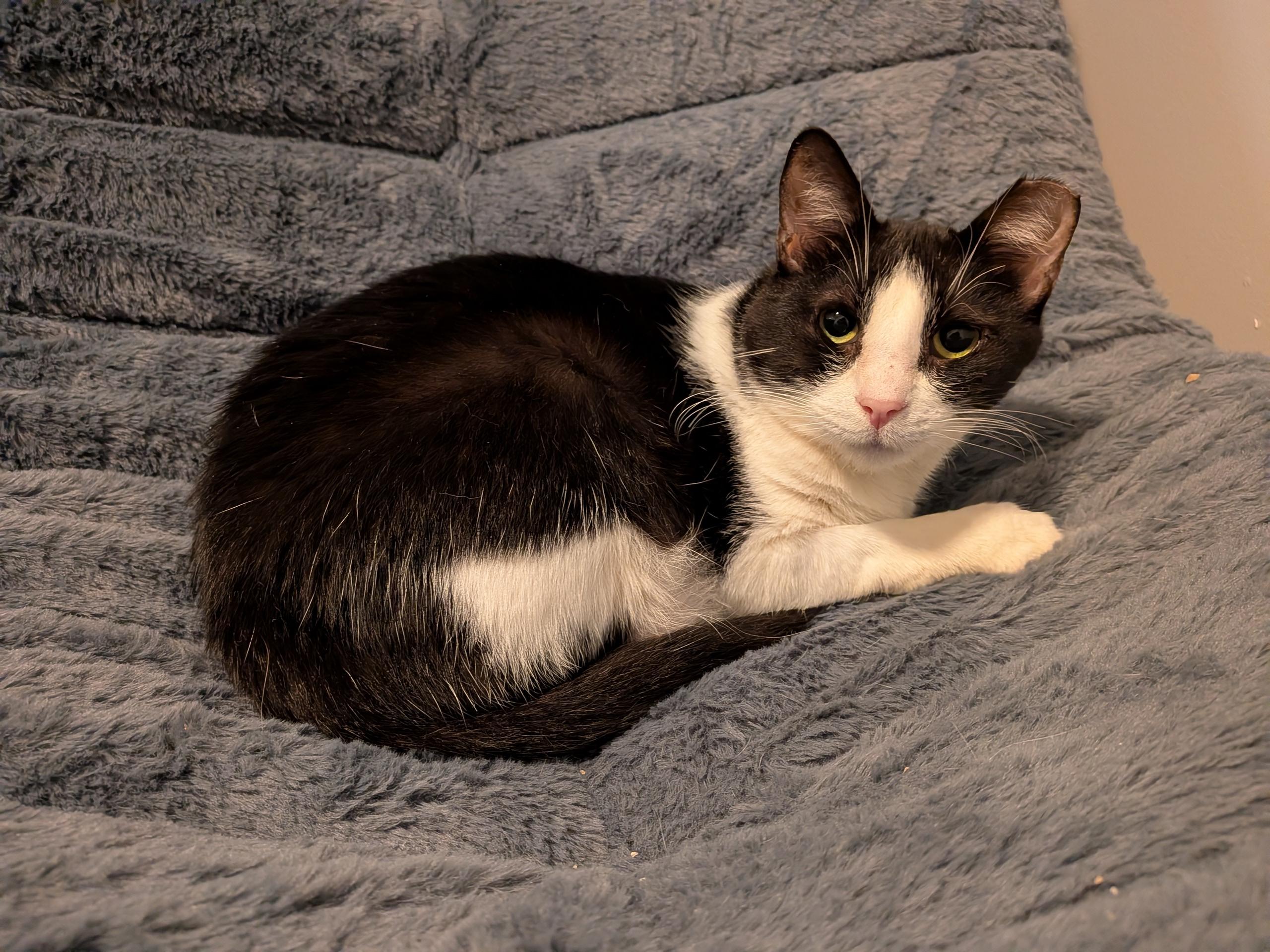 Enlarge Angelita, a ADOPTABLE Domestic Short Hair in Oakland, CA image 2/3