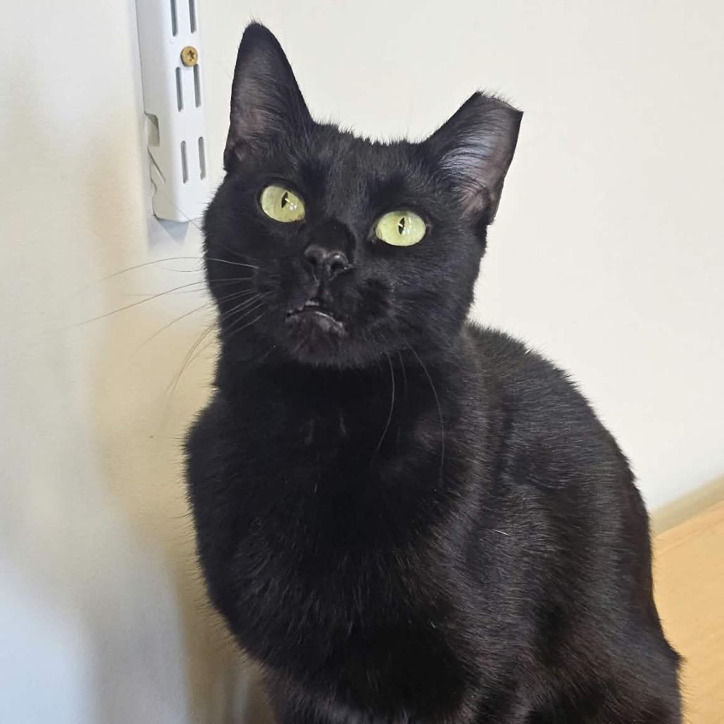 Moonflower, Adoptable, Adult Female Domestic Short Hair.