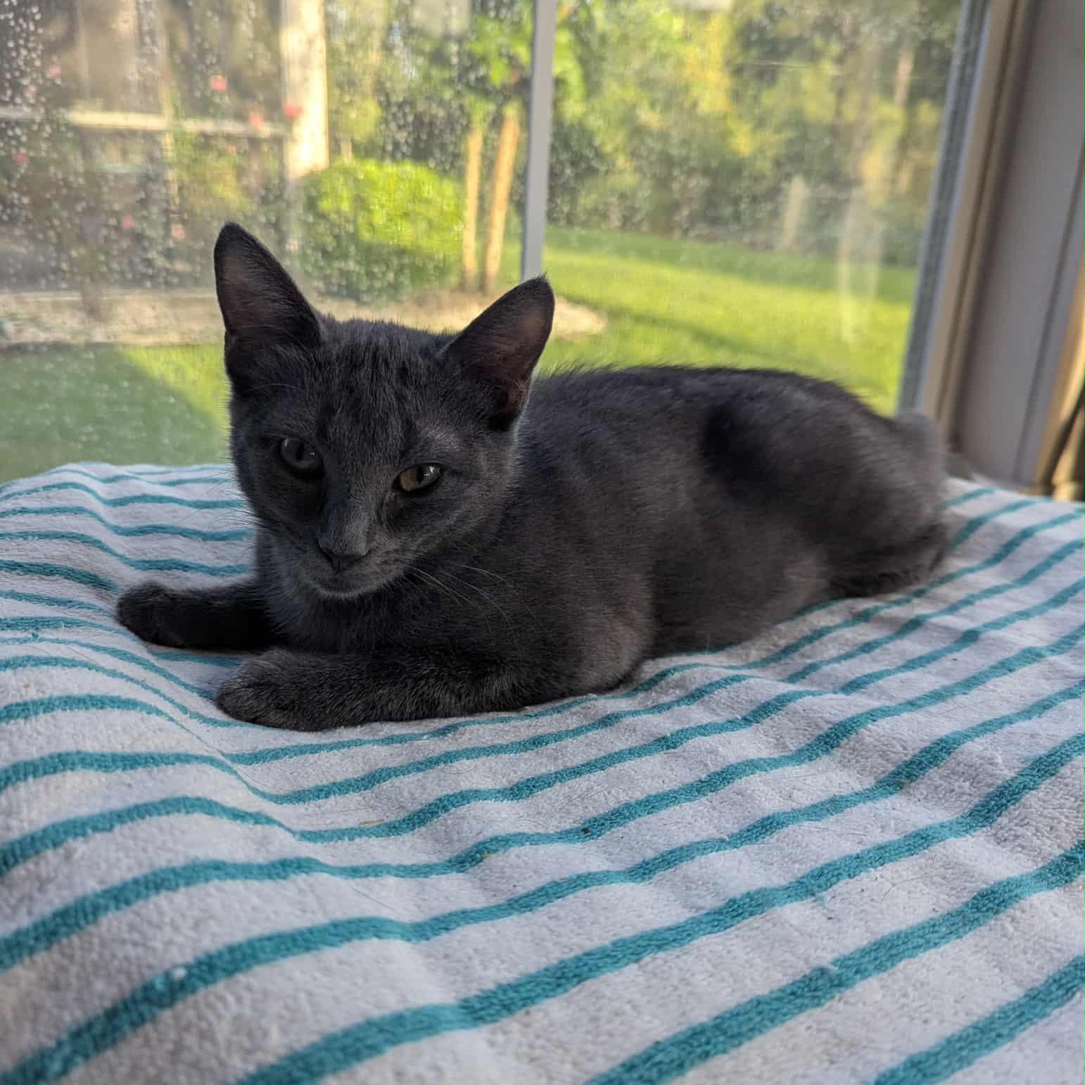 Stormi & Dusti - siblings