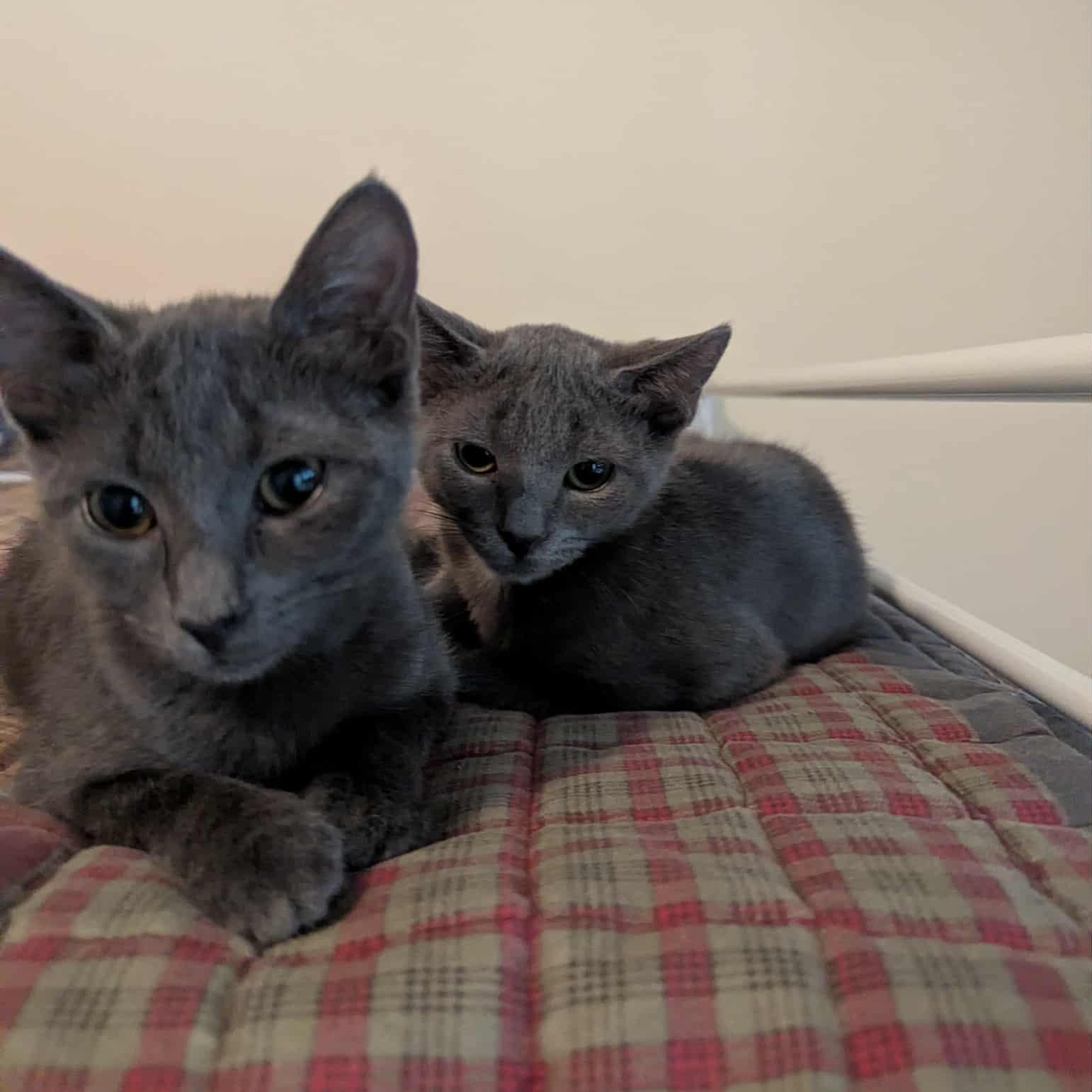 Stormi & Dusti - siblings