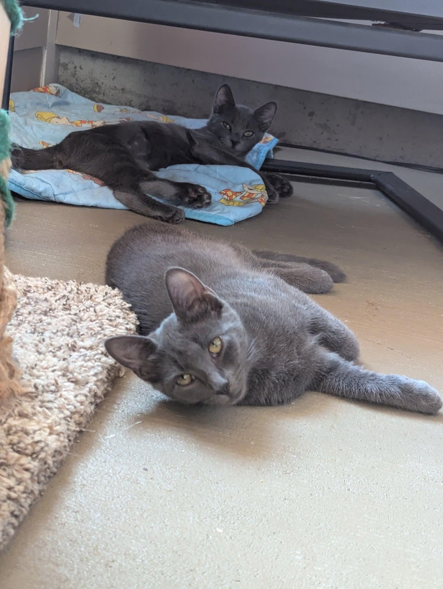 Stormi & Dusti - siblings