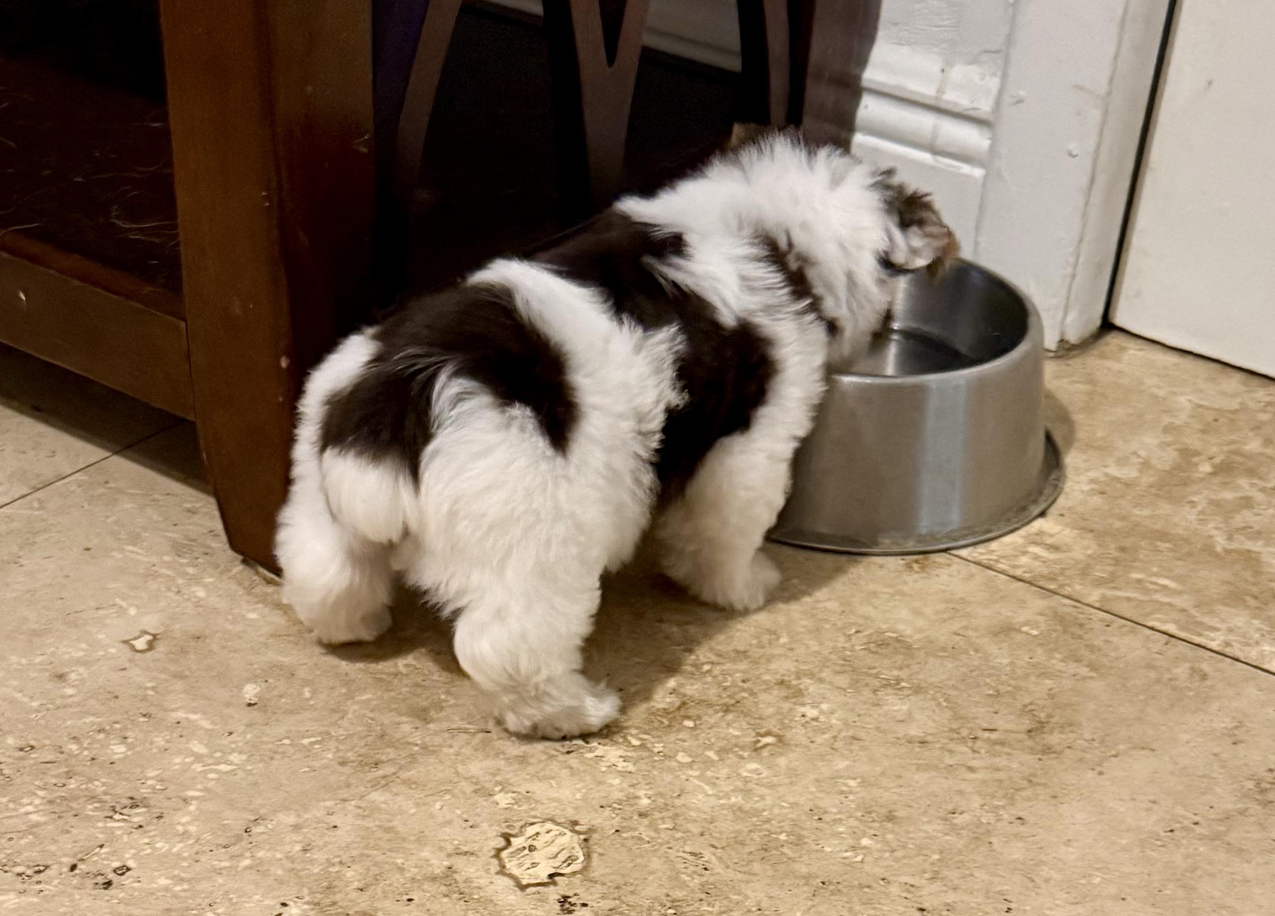 Enlarge Purebred Yorkie Pup BIRO ONE boy, a Adopted Yorkshire Terrier in Boca Raton, FL image 3/6