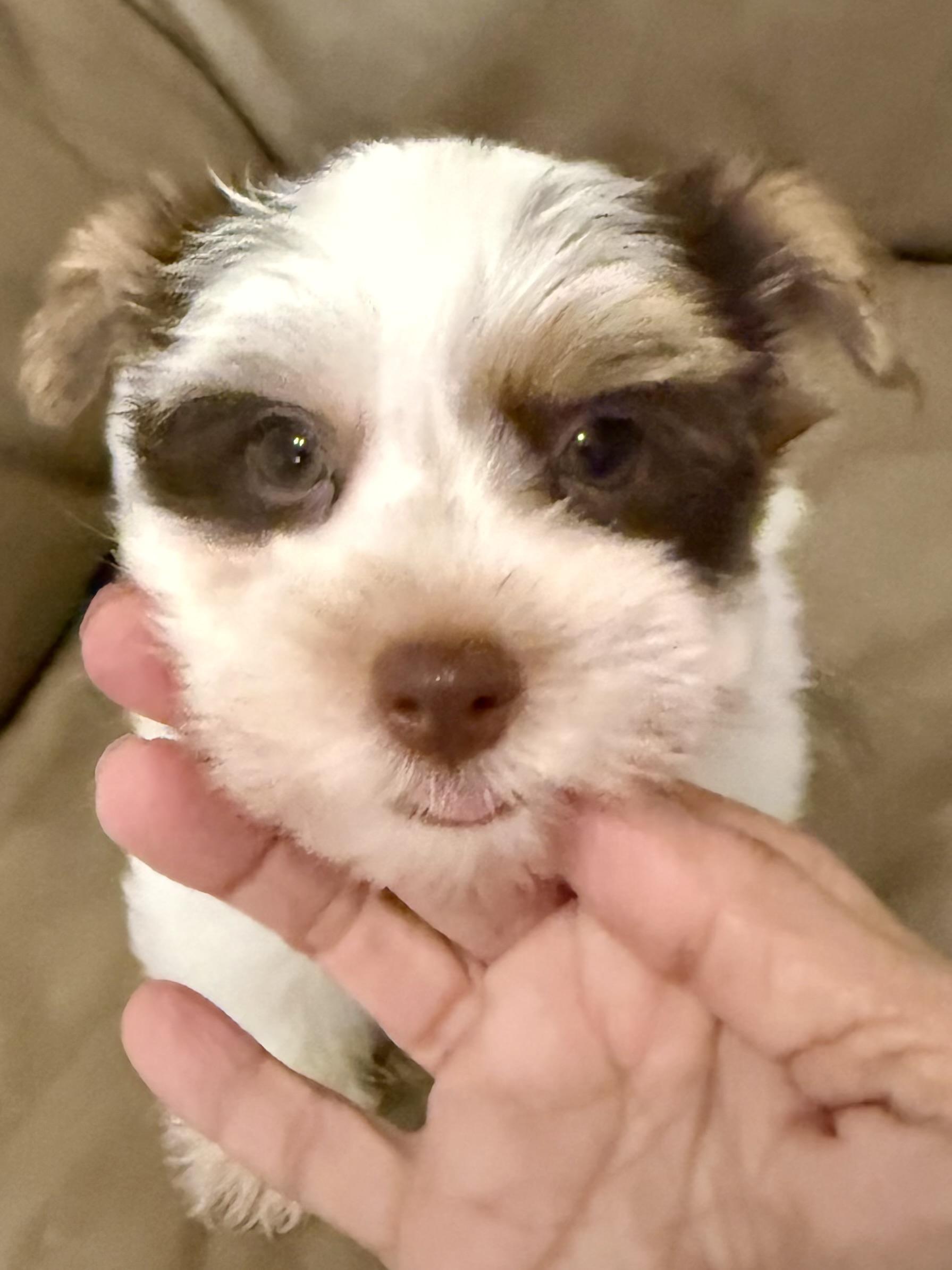 Enlarge Purebred Yorkie Pup BIRO ONE boy, a Adopted Yorkshire Terrier in Boca Raton, FL image 5/6