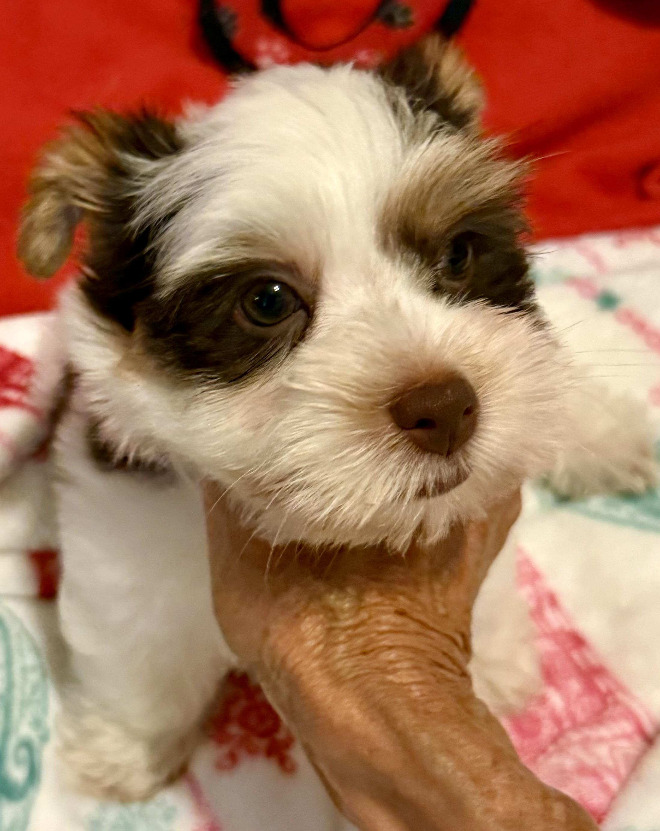 Enlarge Purebred Yorkie Pup BIRO ONE boy, a Adopted Yorkshire Terrier in Boca Raton, FL image 4/6
