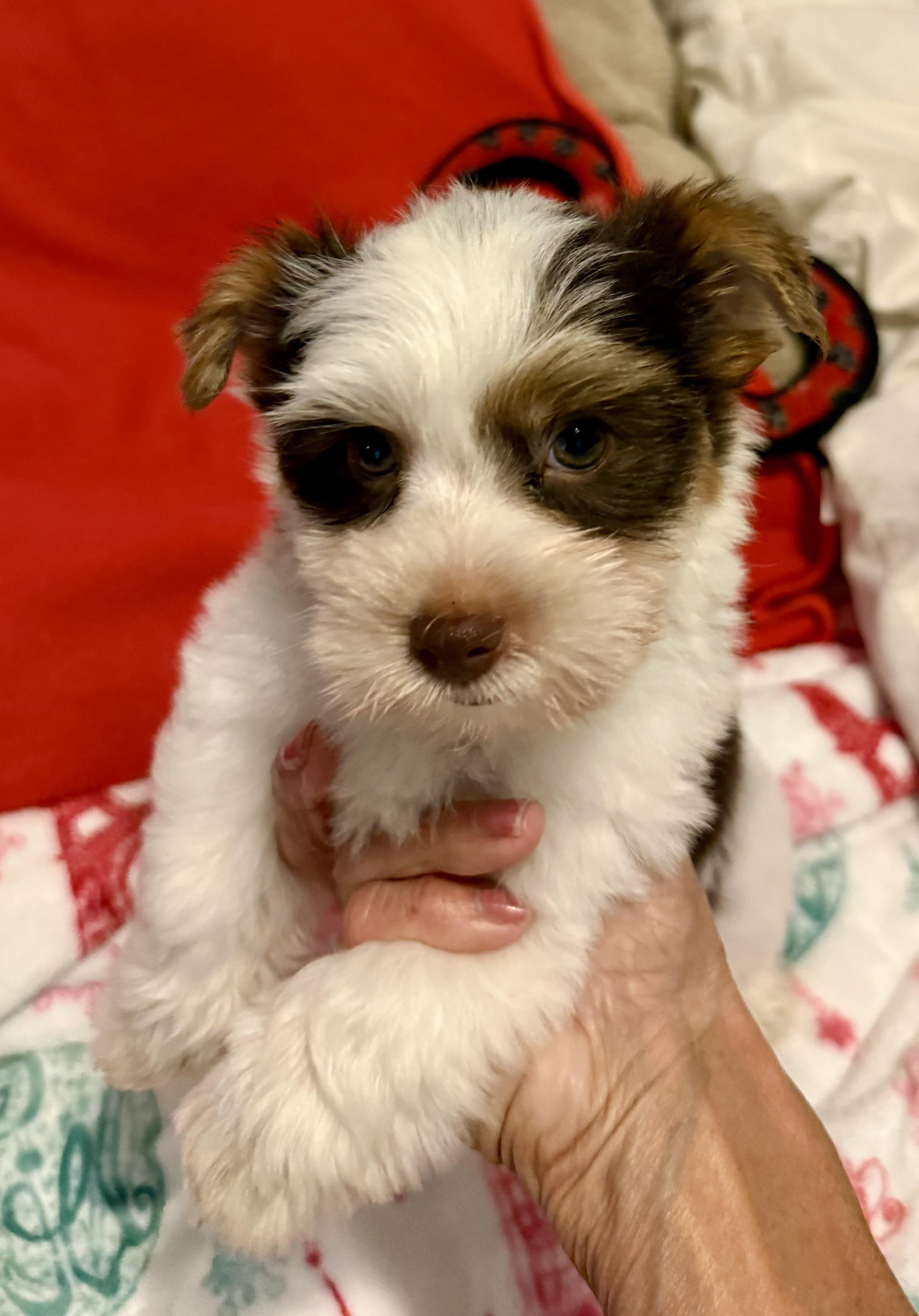 Enlarge Purebred Yorkie Pup BIRO ONE boy, a Adopted Yorkshire Terrier in Boca Raton, FL image 2/6