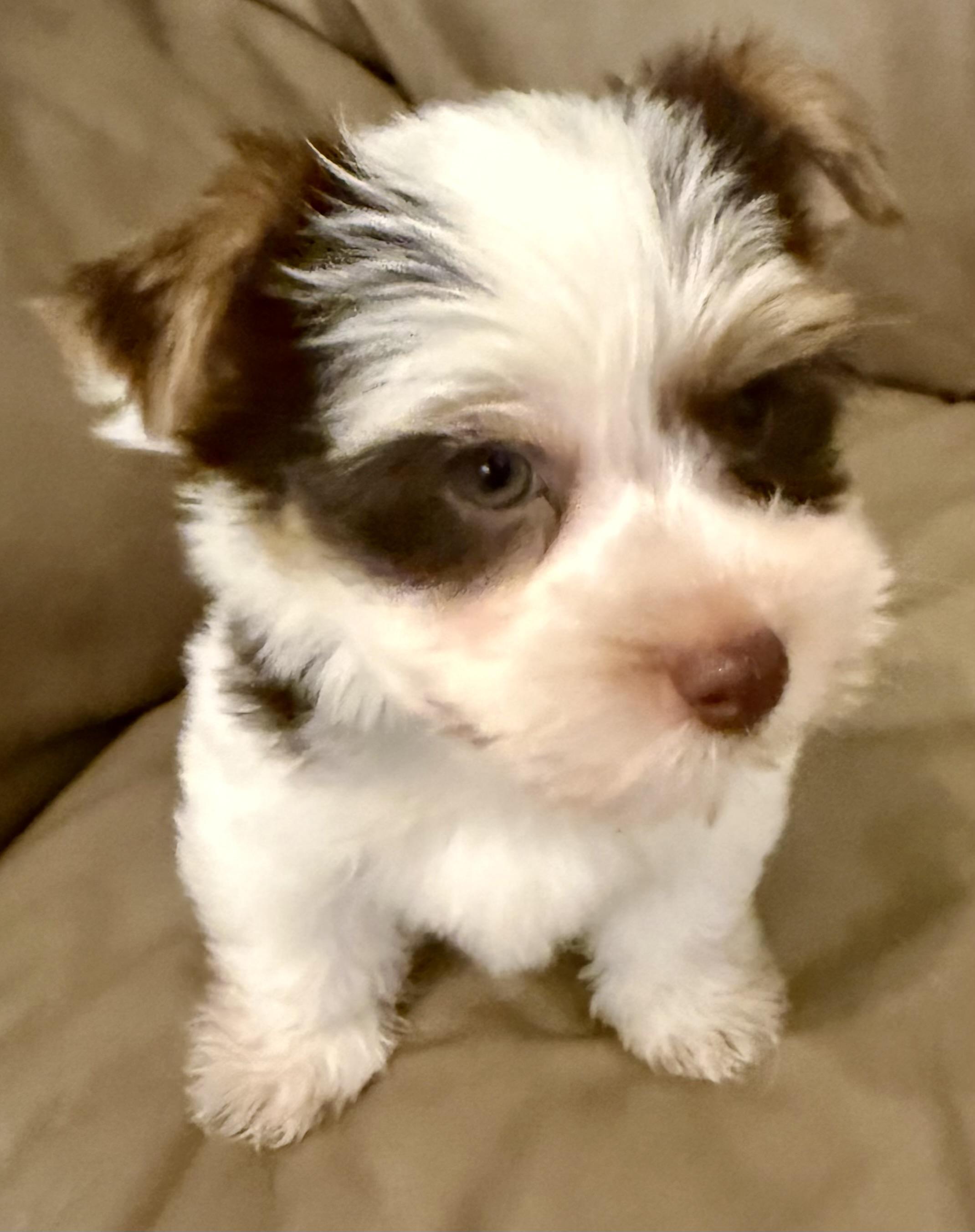 Purebred Yorkie Pup BIRO ONE boy, Adopted, Puppy Male Yorkshire Terrier.