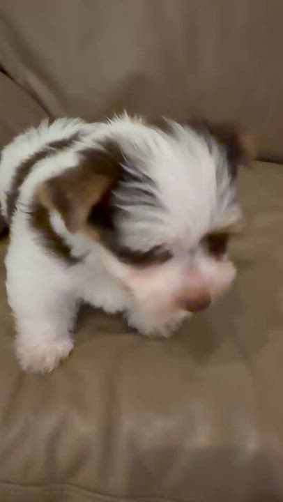 Enlarge Purebred Yorkie Pup BIRO ONE boy, a Adopted Yorkshire Terrier in Boca Raton, FL video 6/6