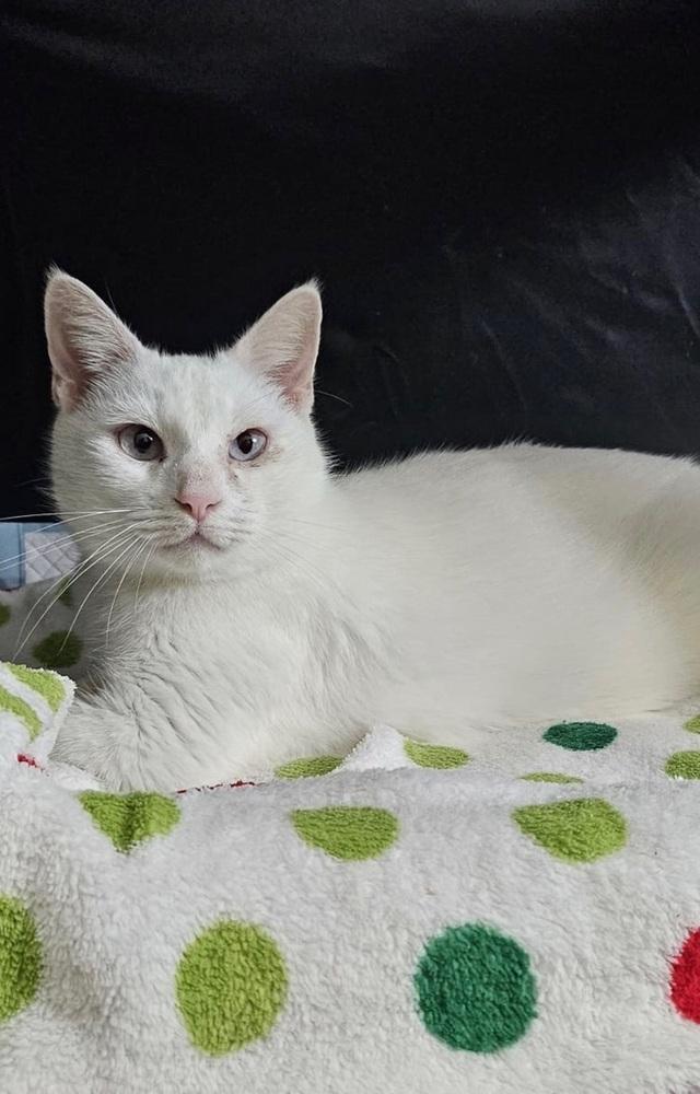 Enlarge Vivian, a Adoptable Domestic Short Hair in Wellington, FL image 2/4