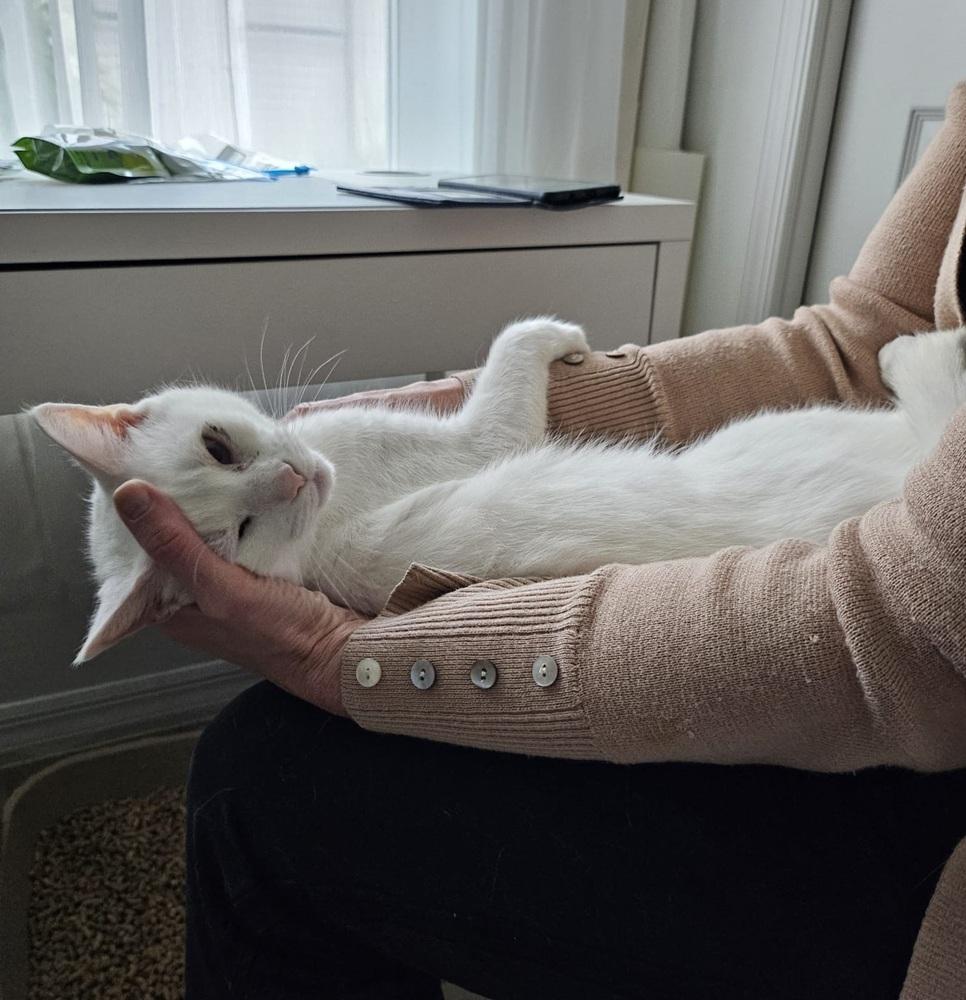 Enlarge Vivian, a Adoptable Domestic Short Hair in Wellington, FL image 3/4