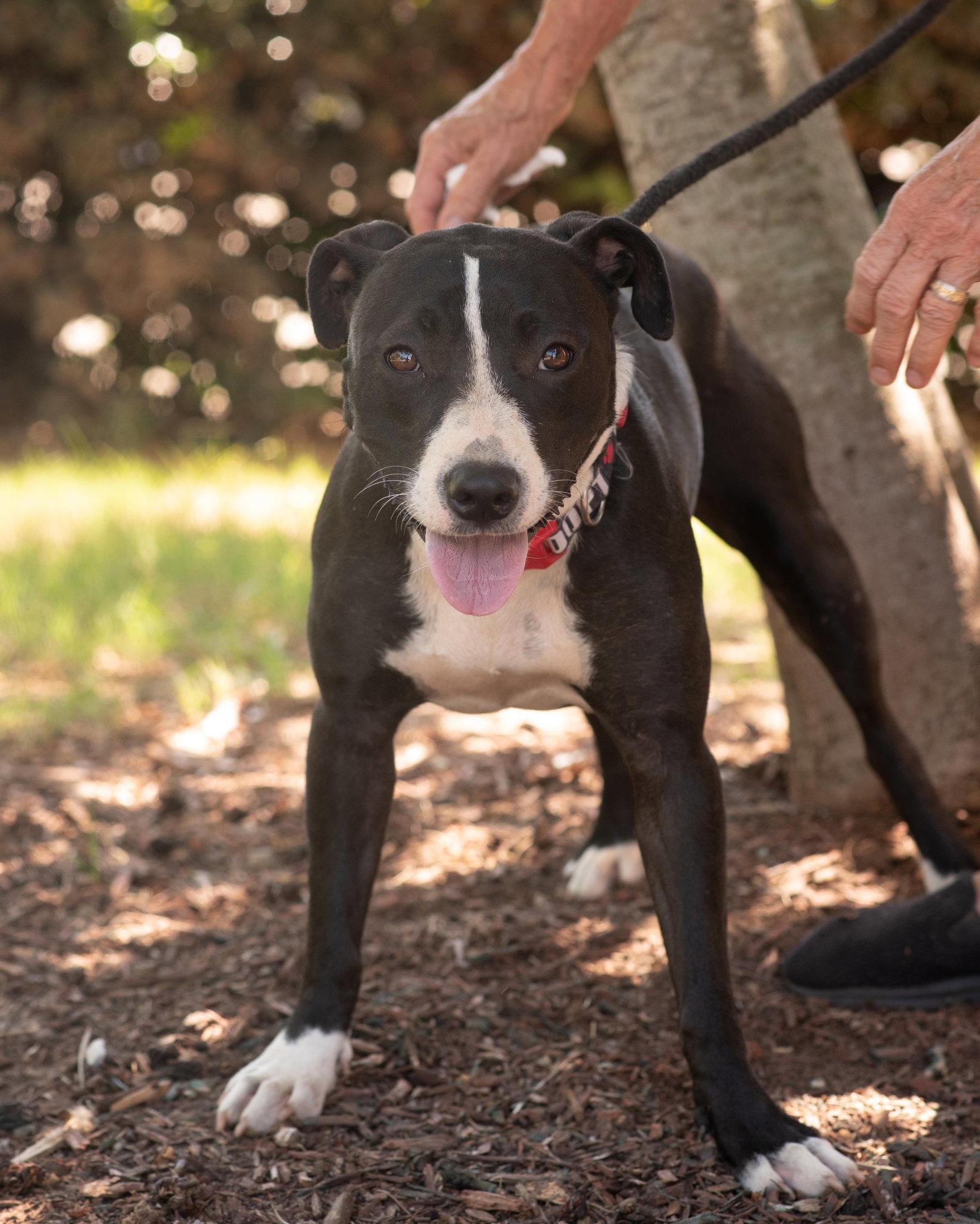Enlarge AMELIA, a Adoptable Terrier in Tarrytown, NY image 2/3