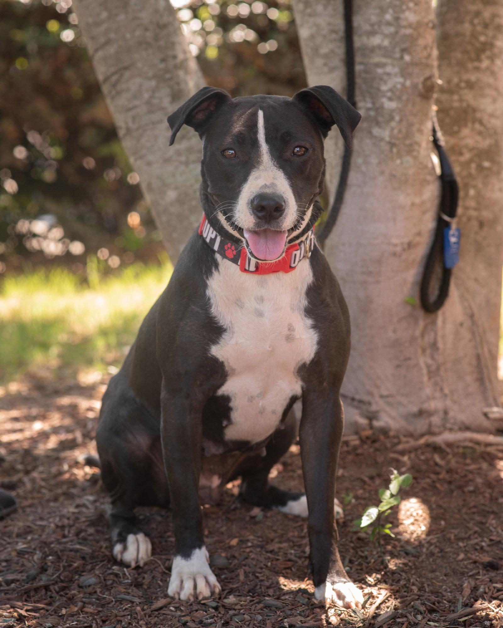 Enlarge AMELIA, a Adoptable Terrier in Tarrytown, NY image 3/3