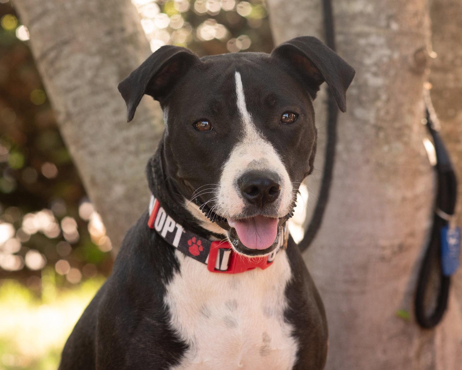 Enlarge AMELIA, a Adoptable Terrier in Tarrytown, NY image 1/3