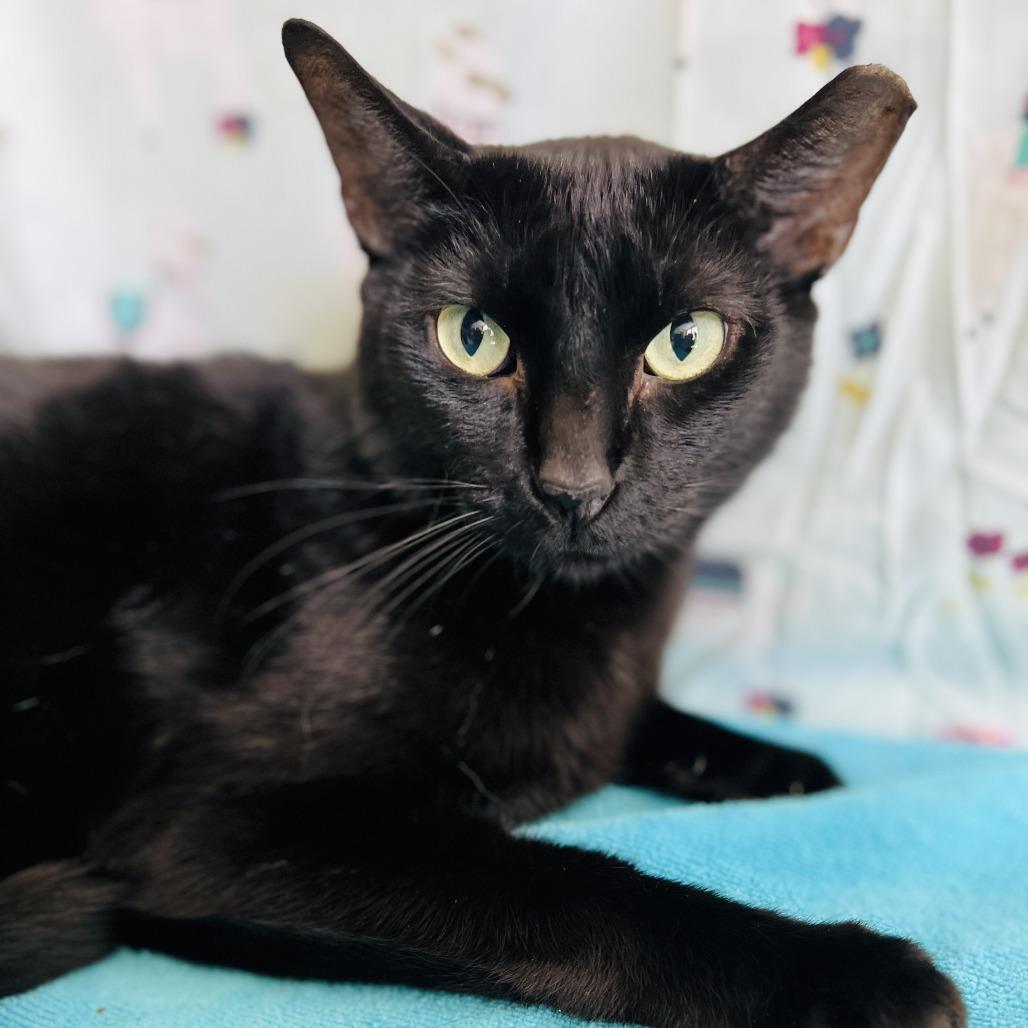 Enlarge Junior, a Adoptable Domestic Short Hair in Clearwater, FL image 1/3