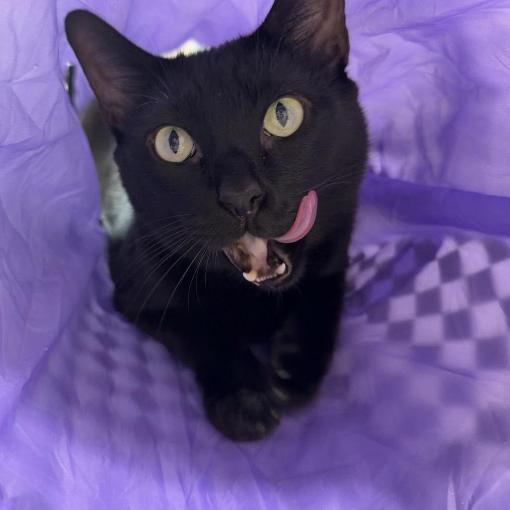 Enlarge Junior, a Adoptable Domestic Short Hair in Clearwater, FL image 2/3