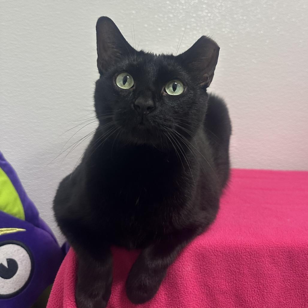 Enlarge Junior, a Adoptable Domestic Short Hair in Clearwater, FL image 3/3