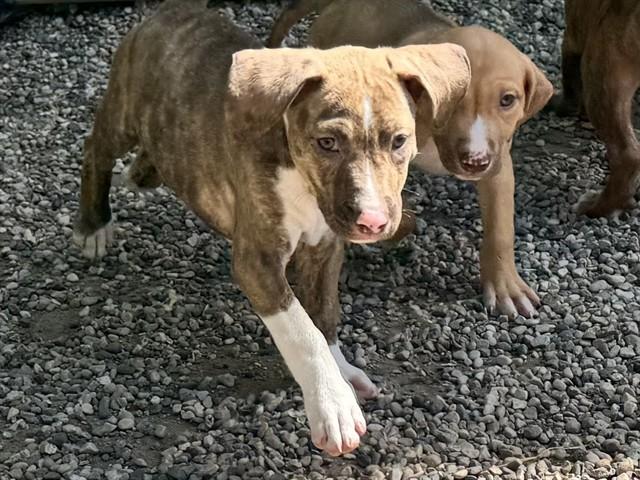 Enlarge PEGGY, a Adoptable mixed breed in Ames, IA image 1/1