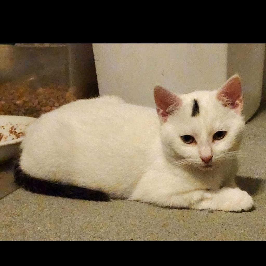 0223-04 Sheldon, Adoptable, Adult Male Domestic Short Hair.