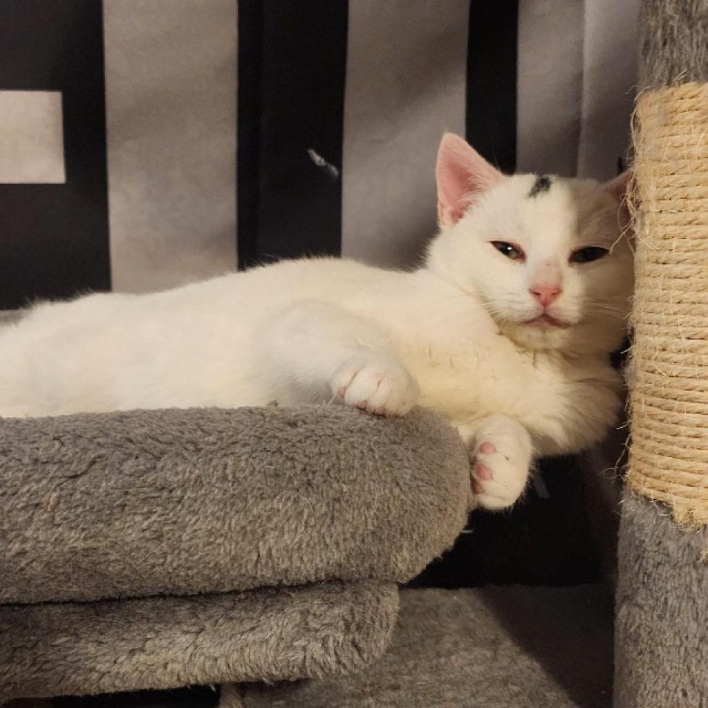 Enlarge 0223-04 Sheldon, a Adoptable Domestic Short Hair in Abingdon, MD image 2/6