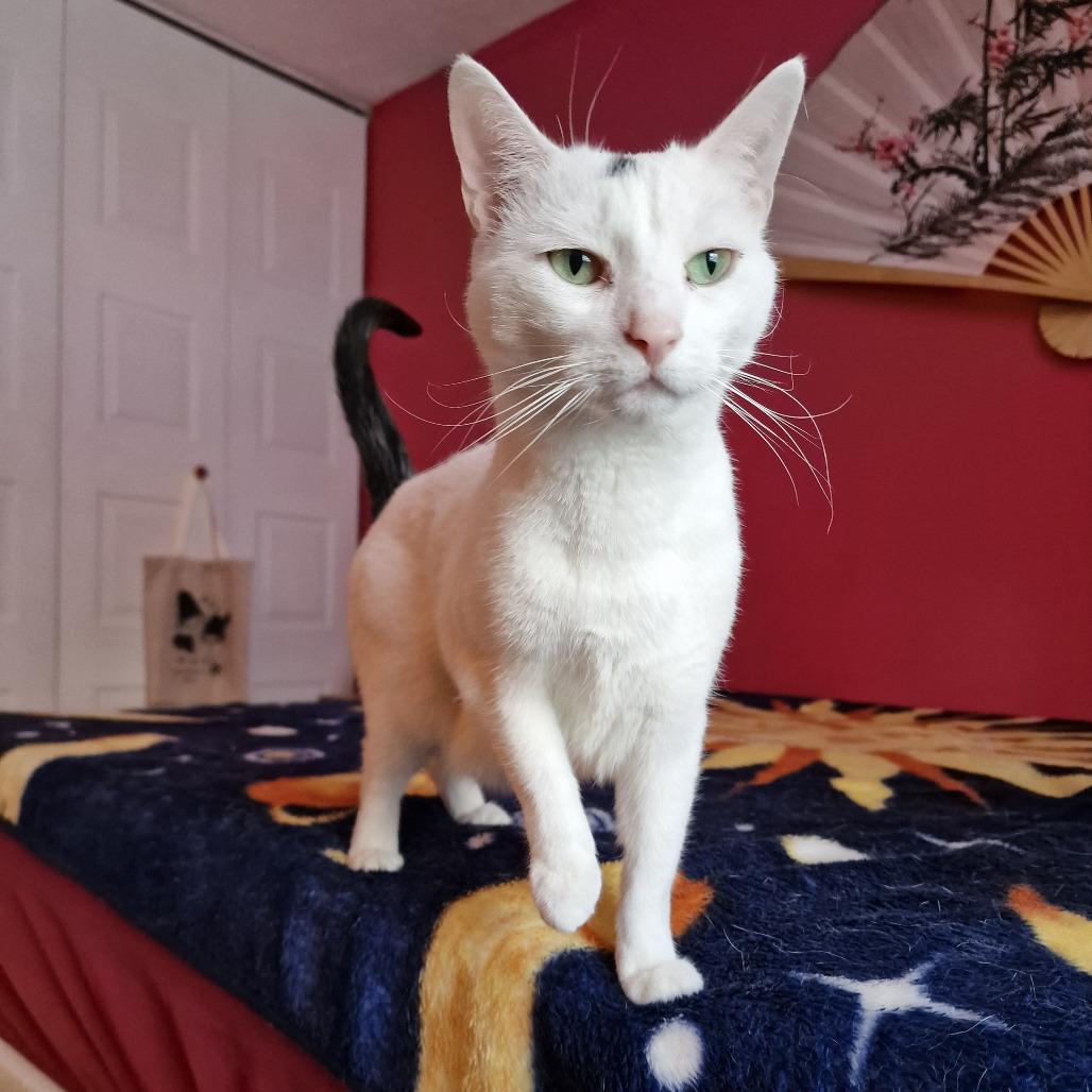 Enlarge 0223-04 Sheldon, a Adoptable Domestic Short Hair in Abingdon, MD image 3/6