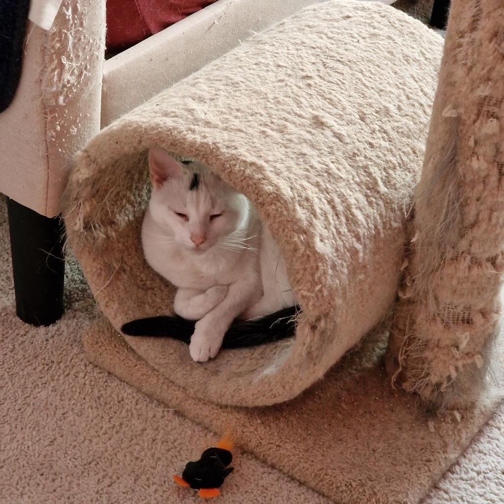 Enlarge 0223-04 Sheldon, a Adoptable Domestic Short Hair in Abingdon, MD image 4/6