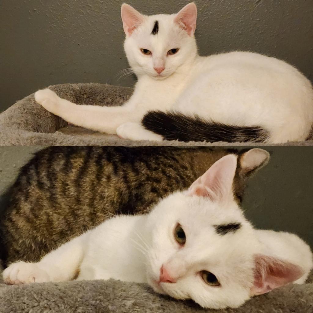 Enlarge 0223-04 Sheldon, a Adoptable Domestic Short Hair in Abingdon, MD image 5/6