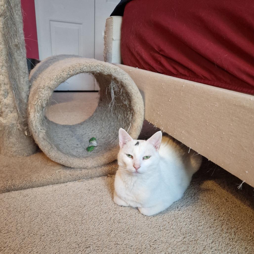 Enlarge 0223-04 Sheldon, a Adoptable Domestic Short Hair in Abingdon, MD image 6/6