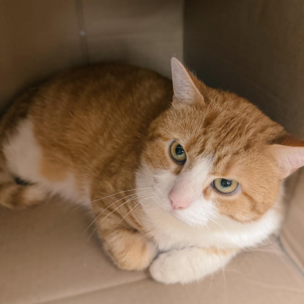 Fitzgerald, a Adoptable Domestic Short Hair in Corbin, KY image 1/5