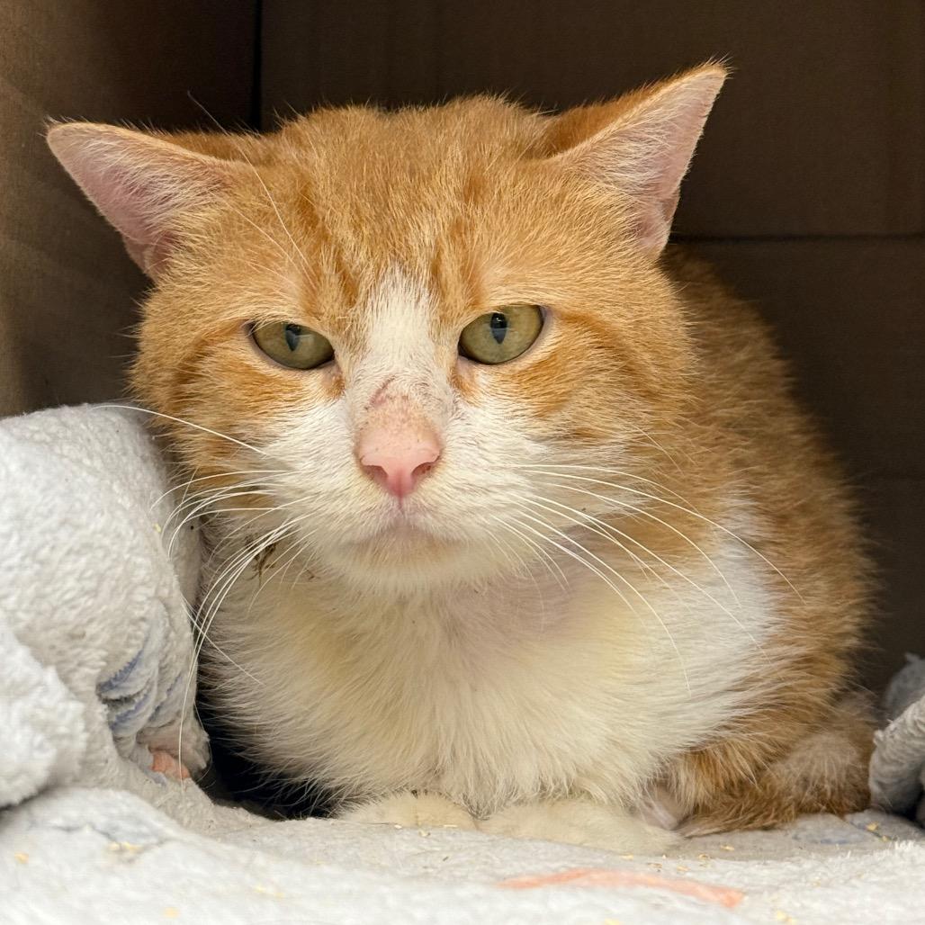 Fitzgerald, a Adoptable Domestic Short Hair in Corbin, KY image 2/5