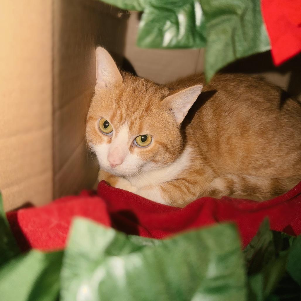 Fitzgerald, a Adoptable Domestic Short Hair in Corbin, KY image 3/5