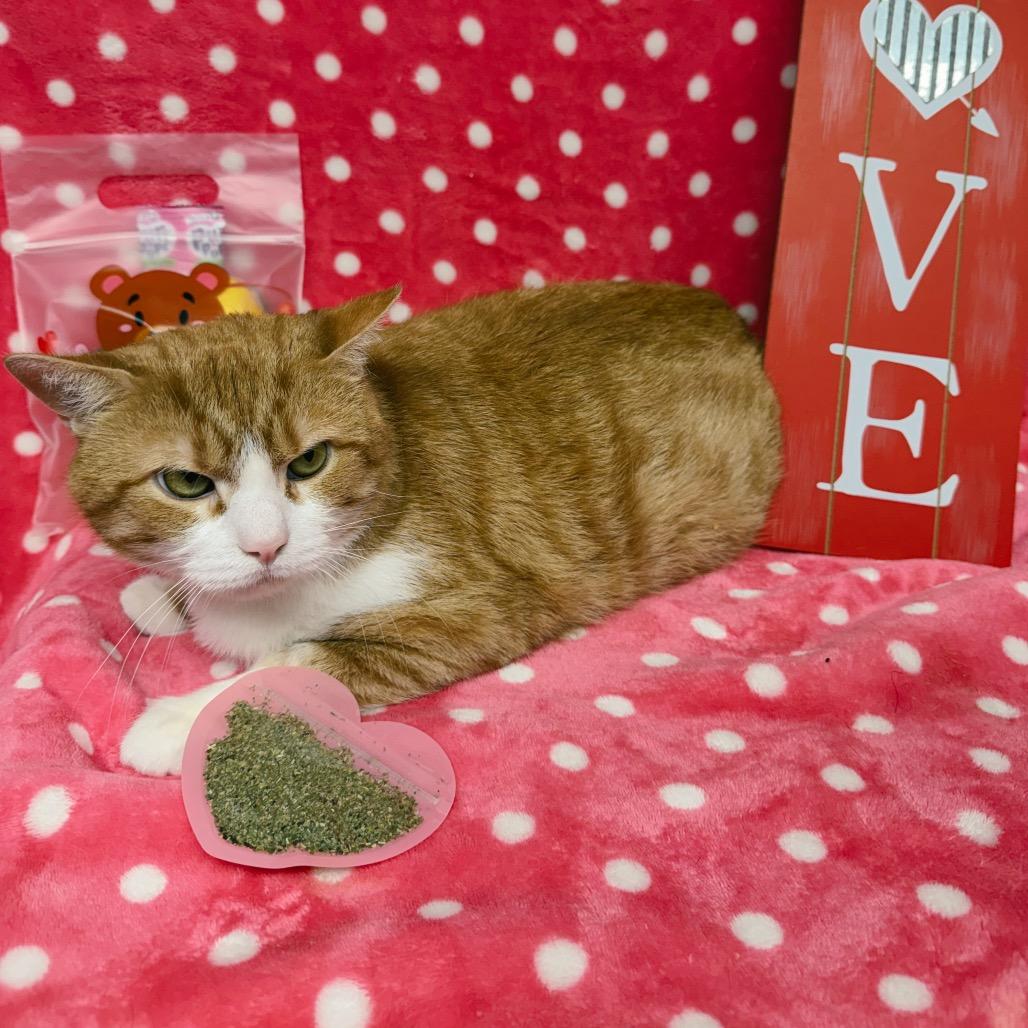 Fitzgerald, a Adoptable Domestic Short Hair in Corbin, KY image 4/5