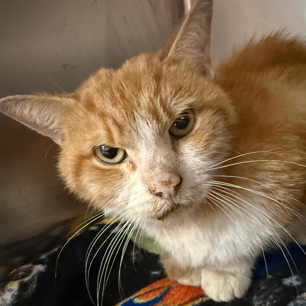 Fitzgerald, a Adoptable Domestic Short Hair in Corbin, KY image 5/5