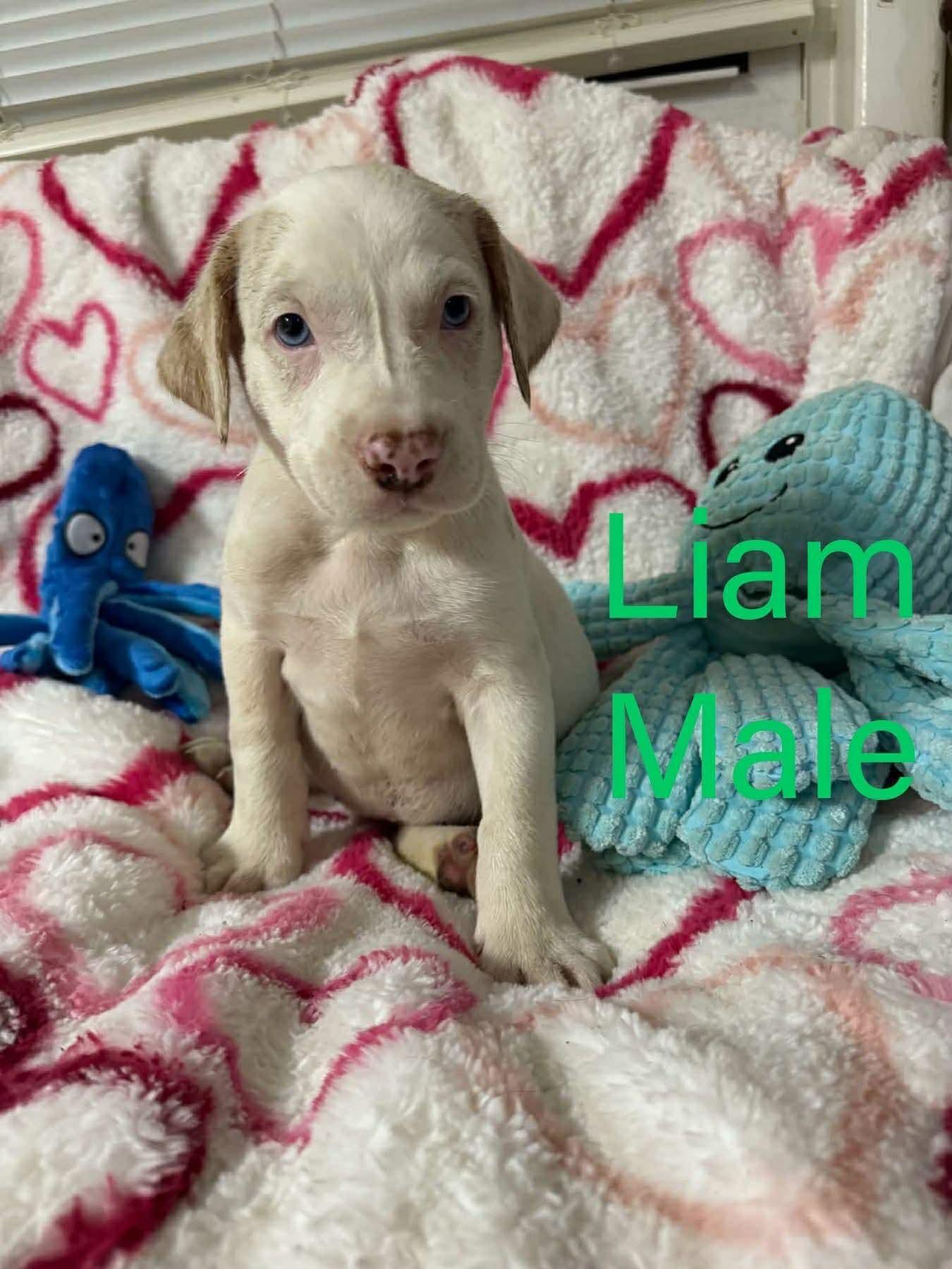 LIAM, Adoptable, Young Male Labrador Retriever.