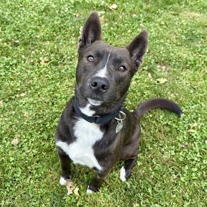 Sage, Adult Male Mixed Breed