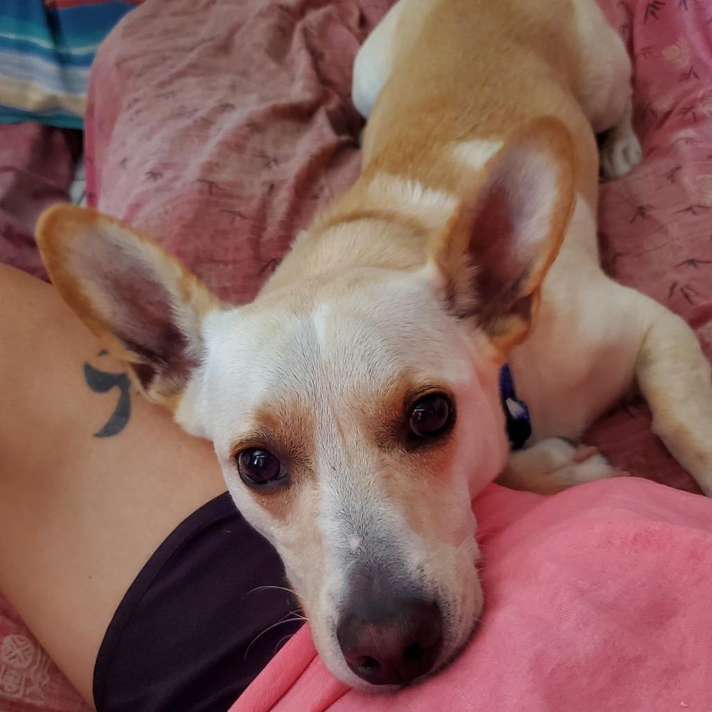 Mr. Darcy, Adoptable, Adult Male Corgi.