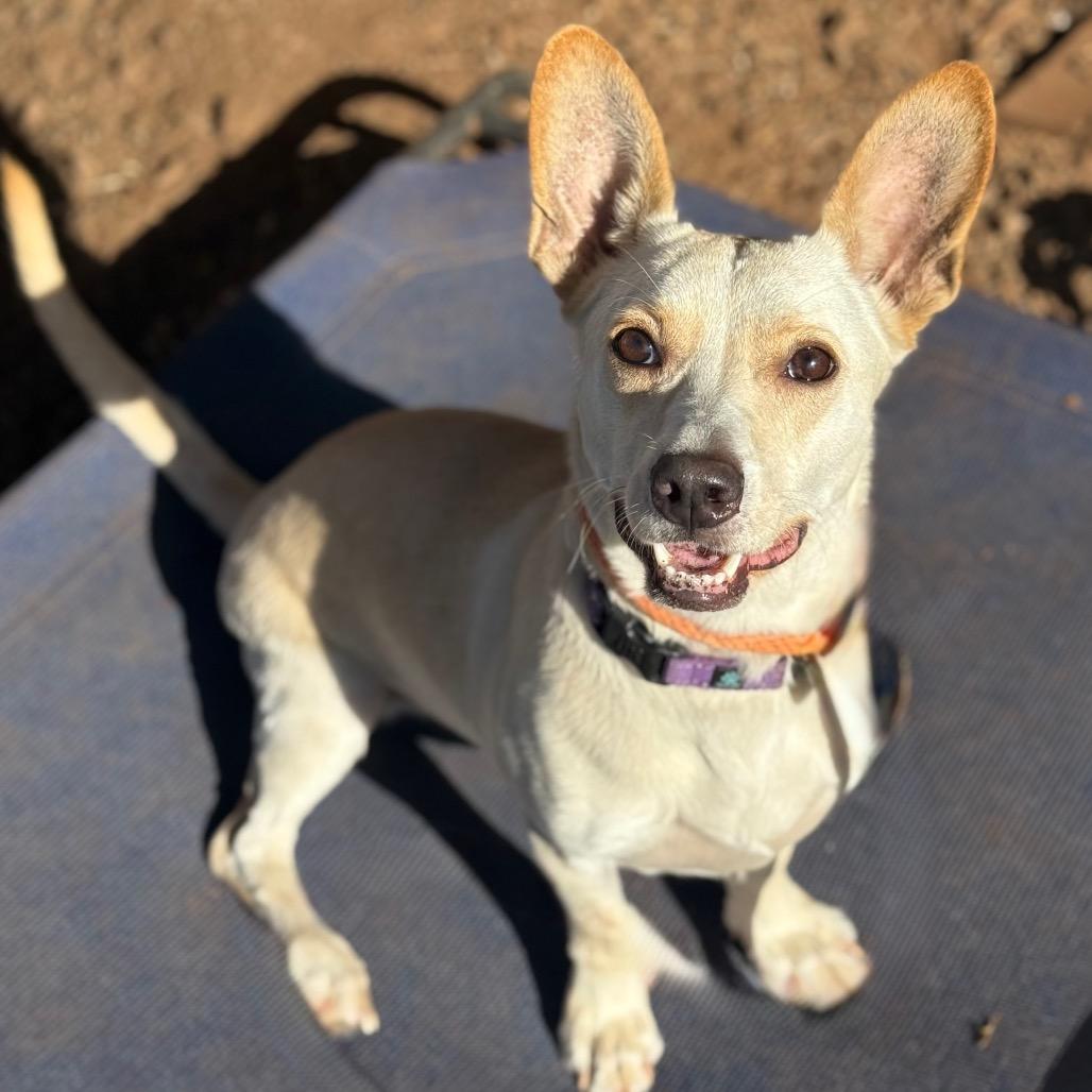 Mr. Darcy, Adoptable, Adult Male Corgi.